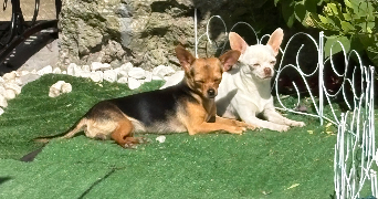 emilie pet sitter à SALLAUMINES 62430_3
