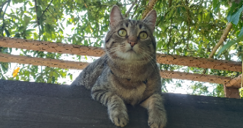 morgane pet sitter à ST LAMBERT 14570_1