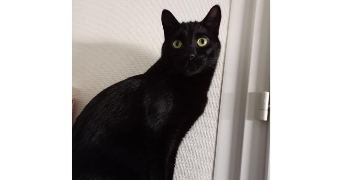 laura pet sitter à GRENOBLE 38000_2