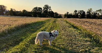 sarah pet sitter à AMNEVILLE 57360_1