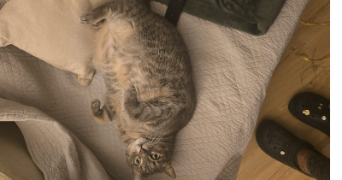 ingrid pet sitter à CHENNEVIERES SUR MARNE 94430_1