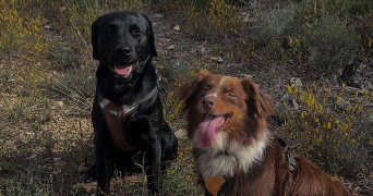 lola pet sitter à MAUBEC 84660_4