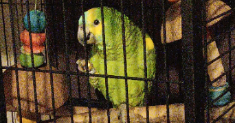 estelle pet sitter à BILLERE 64140_8