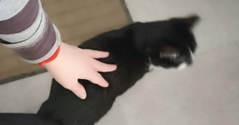 giulia pet sitter à IVRY SUR SEINE 94200_6