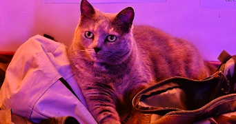 achille pet sitter à LYON 08 69008_5