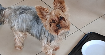 jean pierre pet sitter à PIBRAC 31820_12