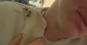 stérenn pet sitter à PLUGUFFAN 29700_3