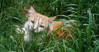 camille pet sitter à Bordeaux 33000_3