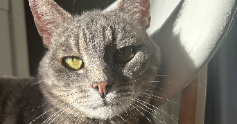 marion pet sitter à LE HAVRE 76620_3