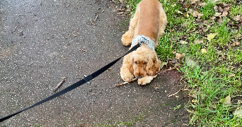 erine pet sitter à HOENHEIM 67800_5