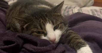 léa pet sitter à ST LOUIS 68300