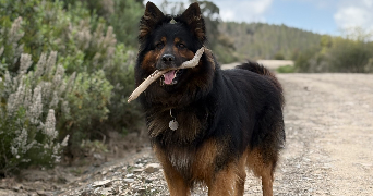 morgane pet sitter à MERY SUR OISE 95540_4