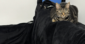 mégane pet sitter à CREPY EN VALOIS 60800_3