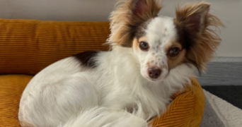 sophie pet sitter à NOZAY 91620_1