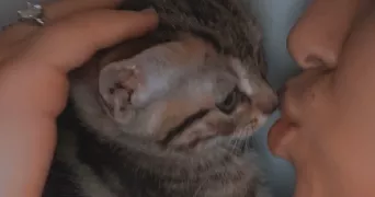 niema pet sitter à LYON 09 69009