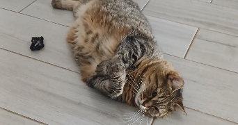 elisa pet sitter à AIX EN PROVENCE 13100_2