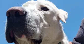 paul pet sitter à ROUSSILLON 38150