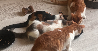 melyne pet sitter à BOURGES 18000_2