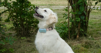 gabrielle pet sitter à GEVEZE 35850_2