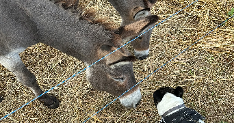 aurelie pet sitter à MIRAMONT DE GUYENNE 47800_2