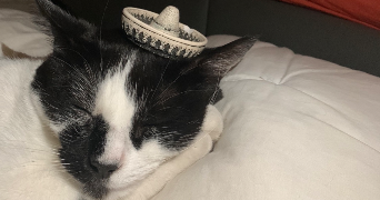 iman pet sitter à SARLAT LA CANEDA 24200_3