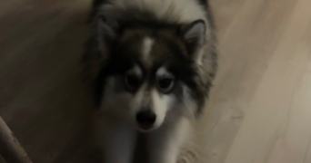 elyse pet sitter à ROESCHWOOG 67480_4