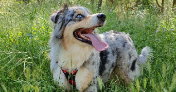 andy pet sitter à LA SEYNE SUR MER 83500_2