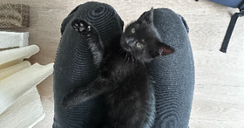 lilas pet sitter à CHELLES 77500_5