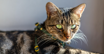 Anthony pet sitter à La valla en gier 42131_8