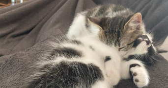 camille pet sitter à LILLE 59160_4