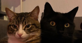 roxane pet sitter à BEAUZELLE 31700_0
