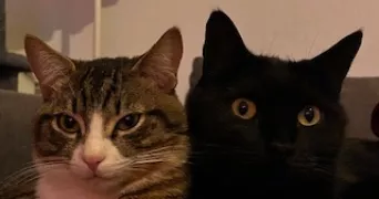 roxane pet sitter à BEAUZELLE 31700