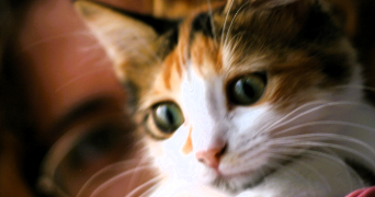 rima pet sitter à MARSEILLE 05 13005_0