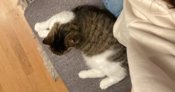 lou pet sitter à ASNIERES SUR SEINE 92600_5