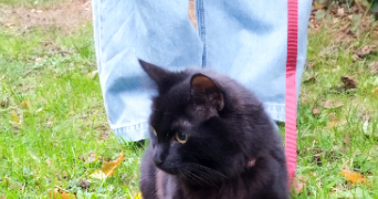 james pet sitter à BREST 29200_2