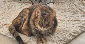 jessica pet sitter à LOUVIERS 27400_2