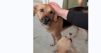 yosr pet sitter à HOUILLES 78800_3