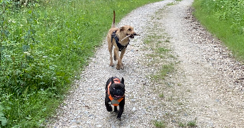 clémence pet sitter à REIMS 51100_6