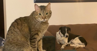 liliana pet sitter à MERIGNAC 33700_3