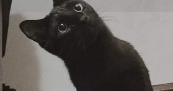 mathilde pet sitter à MARSEILLE 10 13010_3