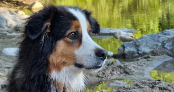 solen pet sitter à LA CHEVROLIERE 44118