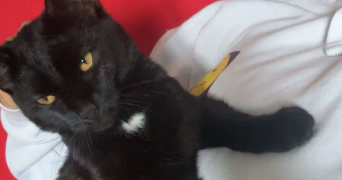 mélinda pet sitter à LAMORLAYE 60260_4