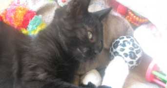 anne pet sitter à Issy-les-Moulineaux 92130_5