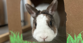 mathilde pet sitter à FRONTON 31620_0