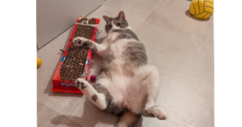 léna cat sitter à LATTES 34970_2