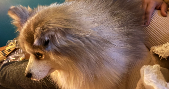 voros pet sitter à O PONTET 84310_7