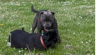 laetitia pet sitter à NORGES LA VILLE 21490_3
