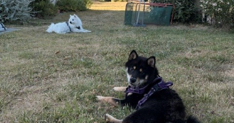 melvina pet sitter à TERNAY 69360_2