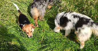 laura pet sitter à ST GENEST LERPT 42530_9