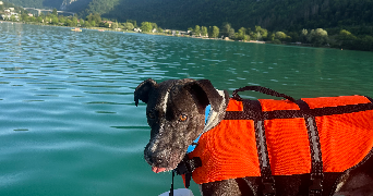 inès pet sitter à VILLEURBANNE 69100_2
